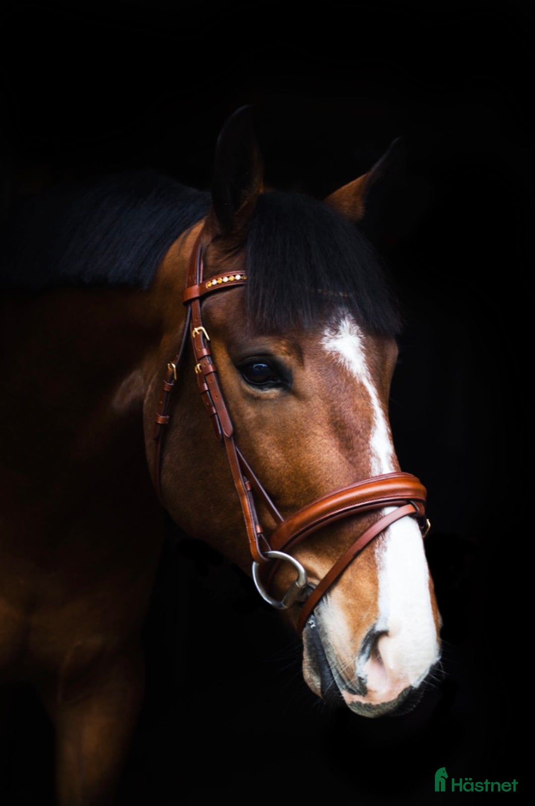 Hoppning hästar till salu: Trevlig SWB-valack! i Svalöv - Annons 2