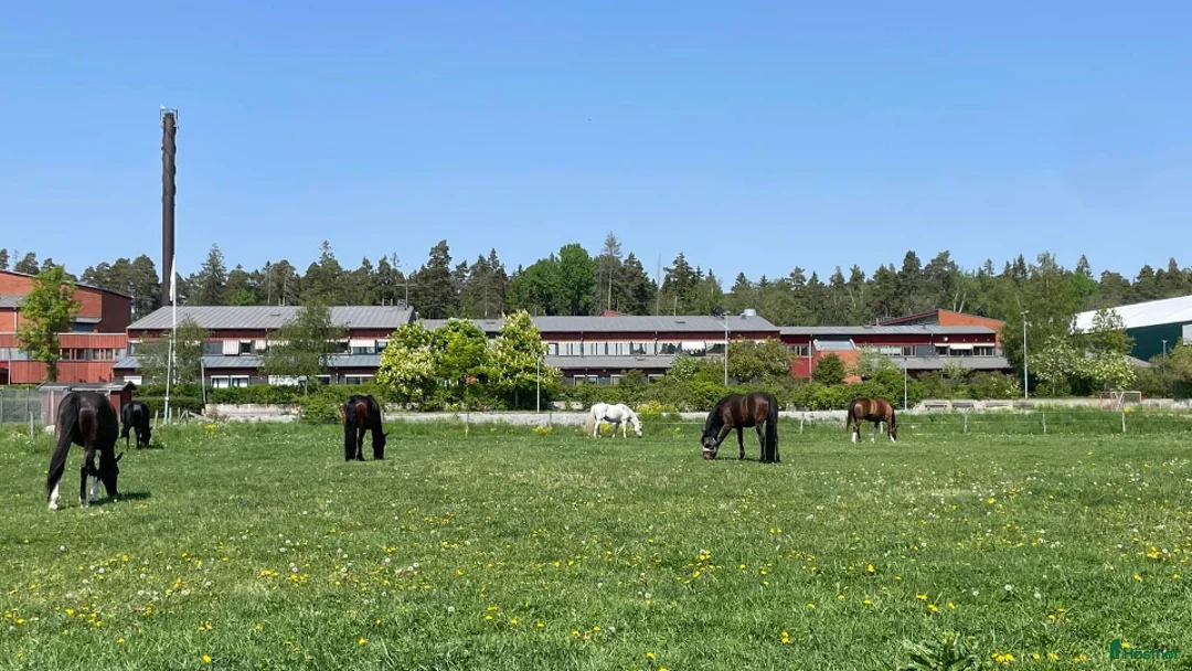  hästjobb finnes: Stalltjänst på Ekeby Gård i Danderyd från 1/8 2026 - Annons 1
