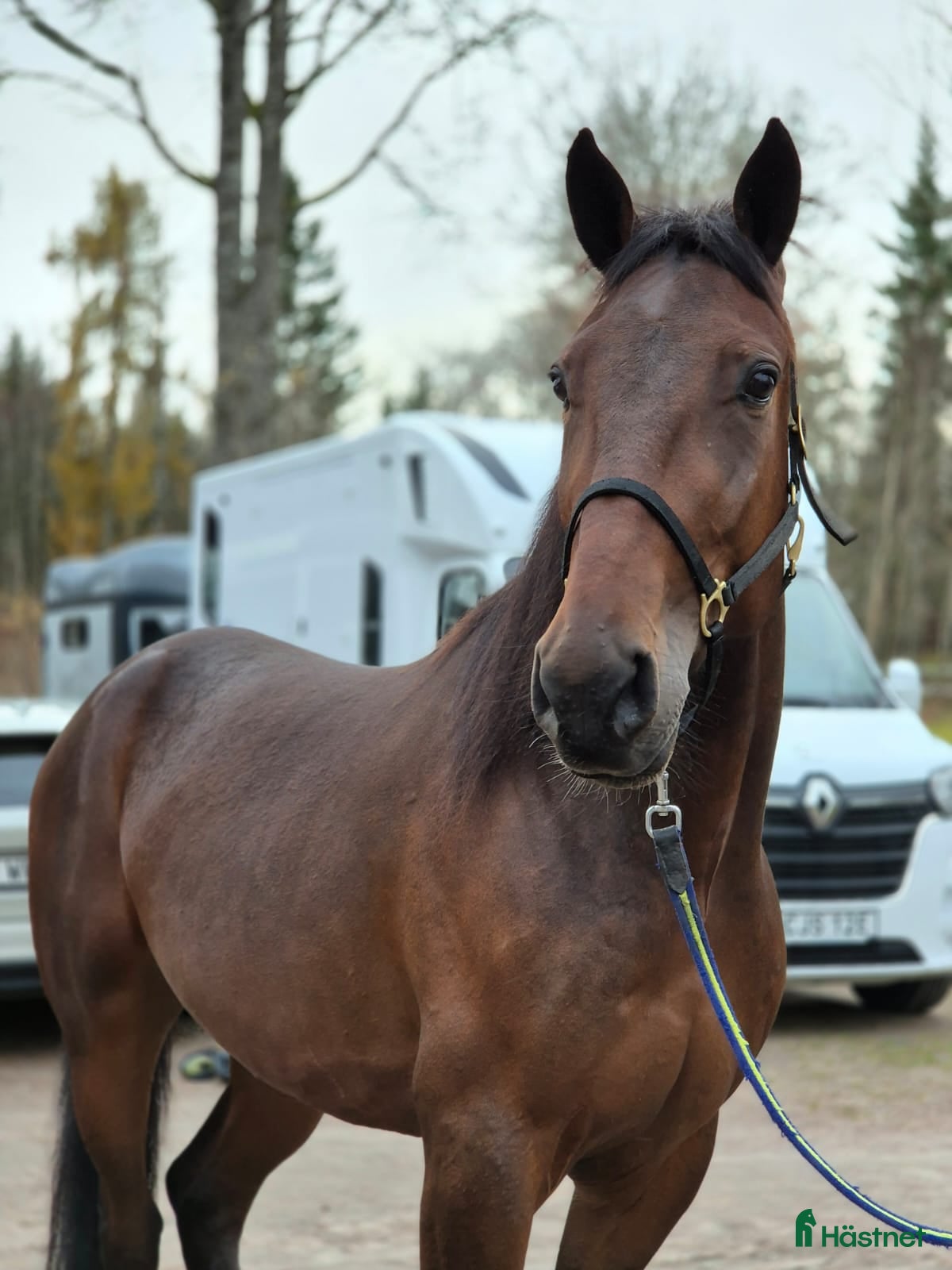  hästar 4-årig valack e: Father patrick  - Annons 4