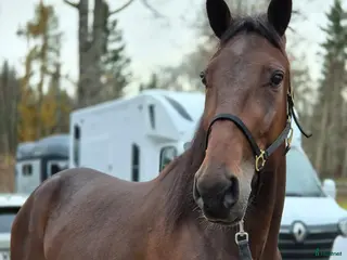 hästar 4-årig valack e: Father patrick - Annons 4