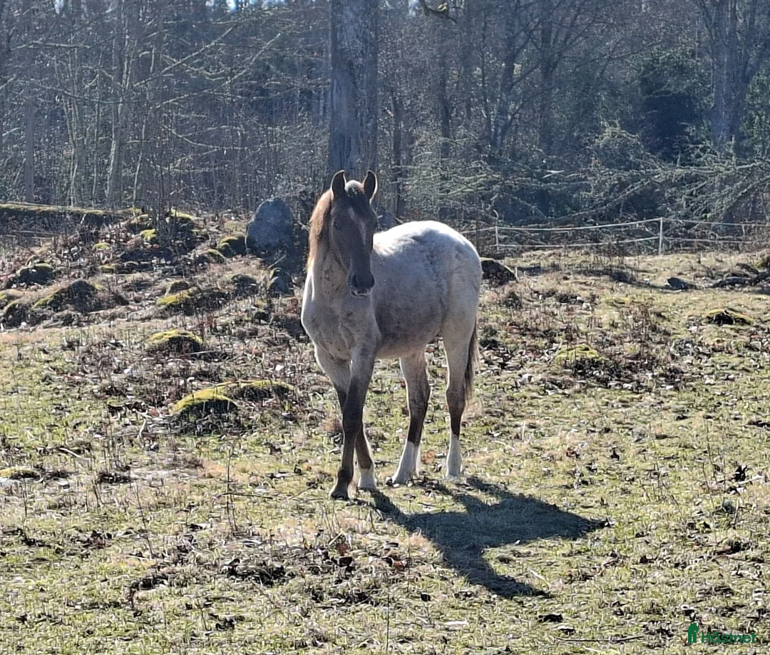 Allround hästar till salu: Trevlig kvalitetsponny för framtiden - Annons 1