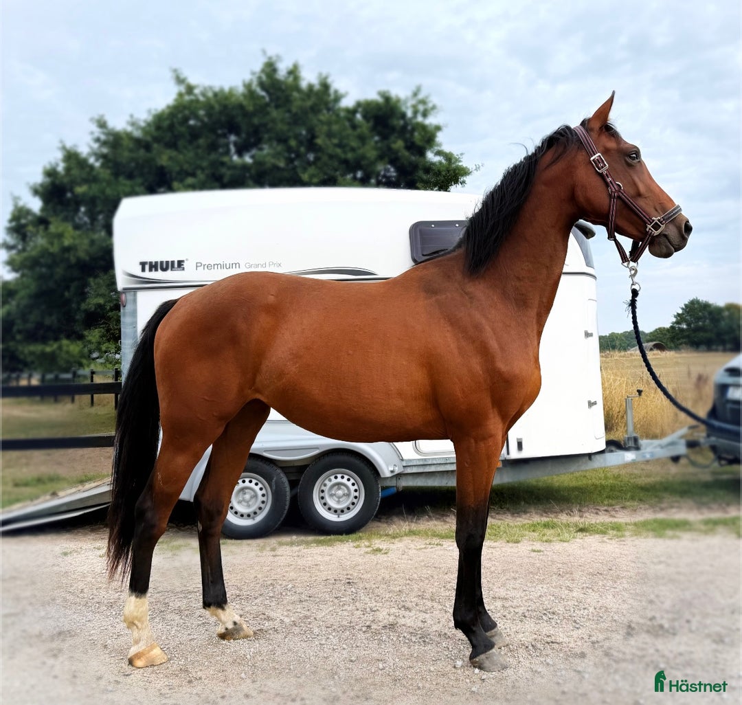 Hoppning hästar till salu: Lovande ungsto i Sölvesborg - Annons 5