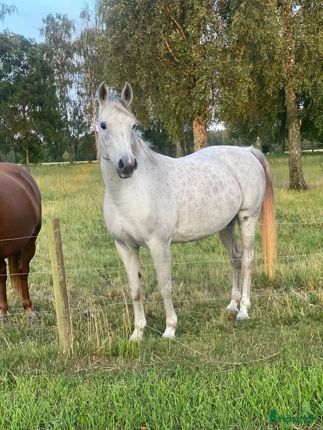 Allround hästar till salu: Trevligt sto i Kristianstad - Annons 2