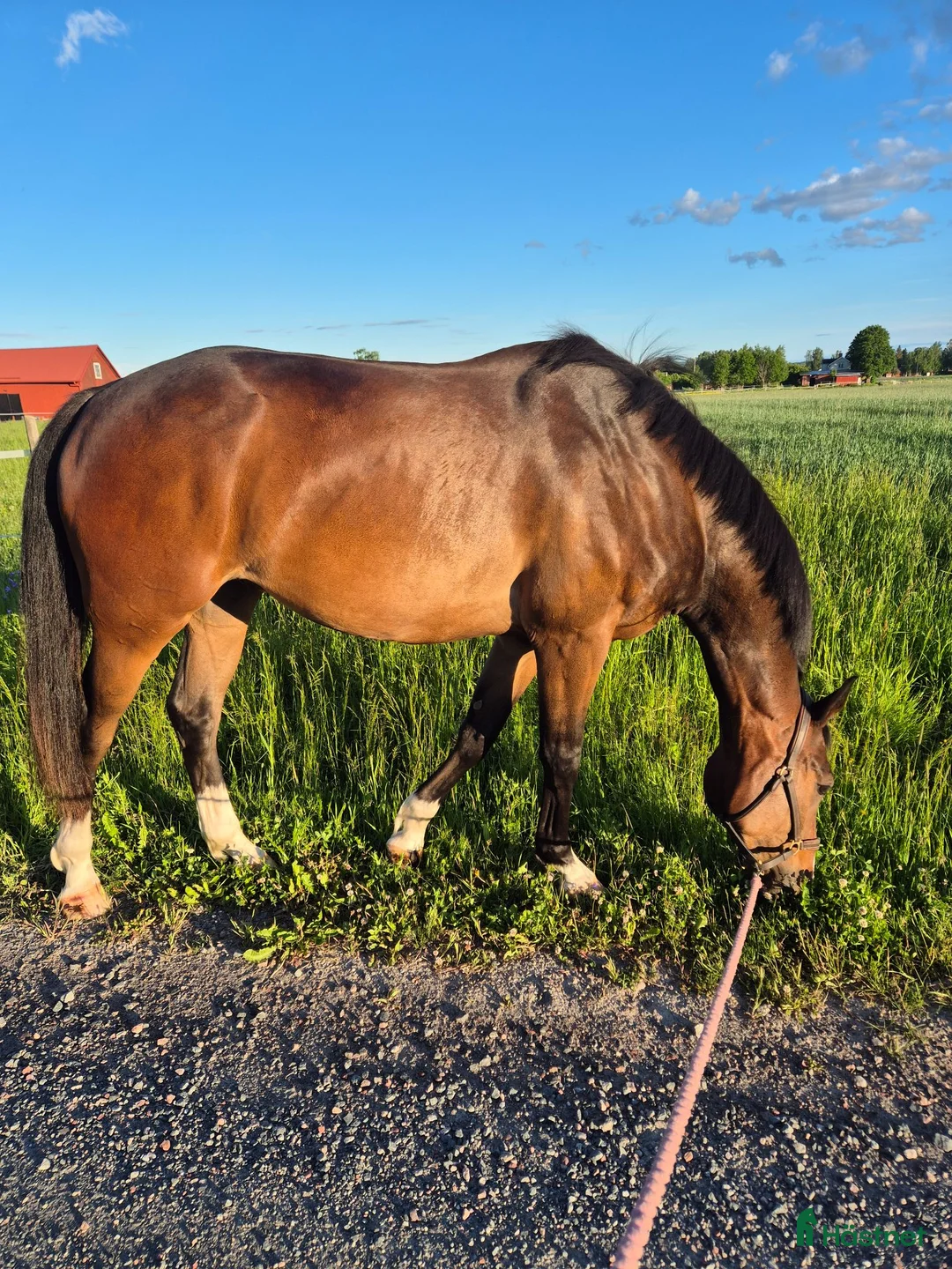 Allround hästar till salu: Trevlig Swb valack  - Annons 2