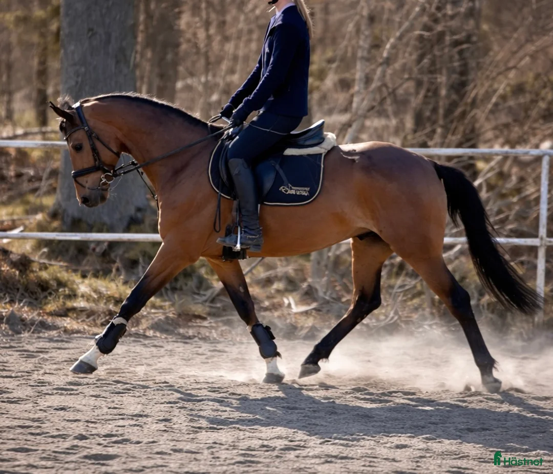 Allround hästar till salu: 5-årigt dröm sto med topp kvalitet! - Annons 1