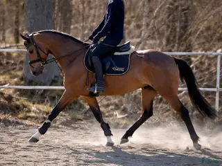 Allround hästar till salu: 5-årigt dröm sto med topp kvalitet! - Annons 1