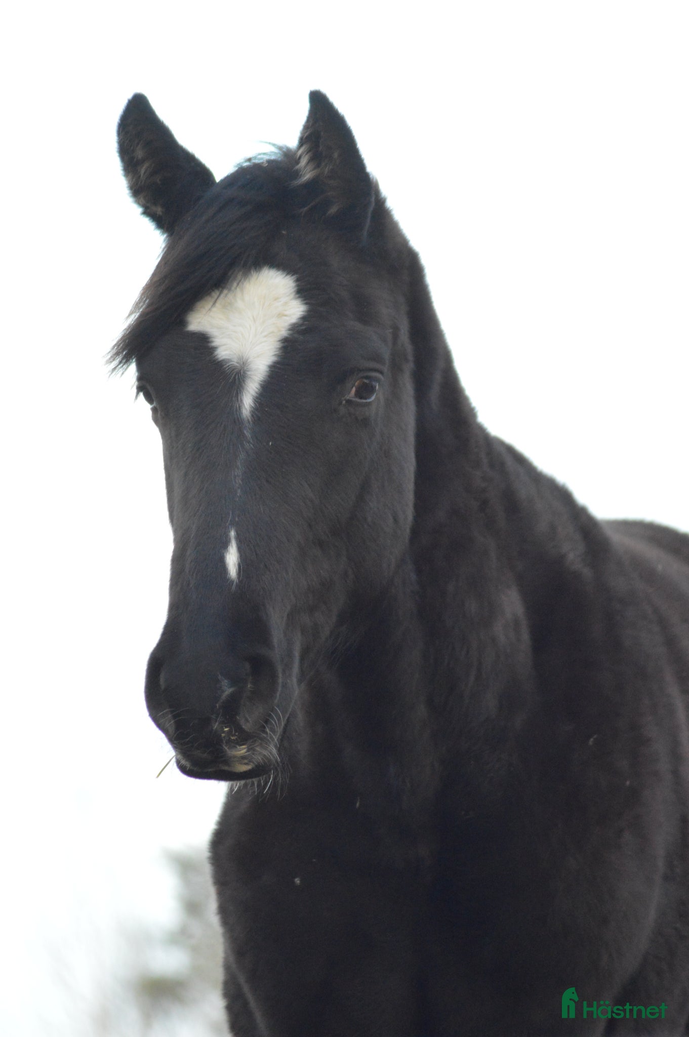  hästar Svart valack - Annons 2
