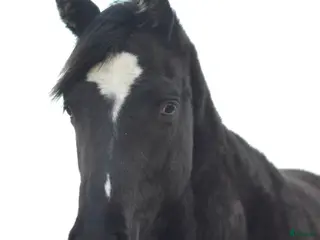 hästar Svart valack - Annons 7