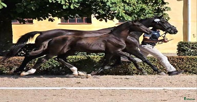  hästar i Sölvesborg - Annons 10