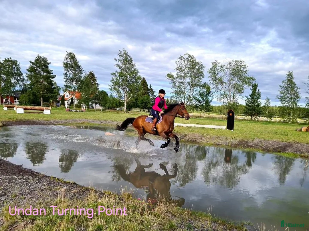 Allround hästar till salu: Snygg blivande dubbeltalang avlad för hållbarhet  i Kristinehamn - Annons 16