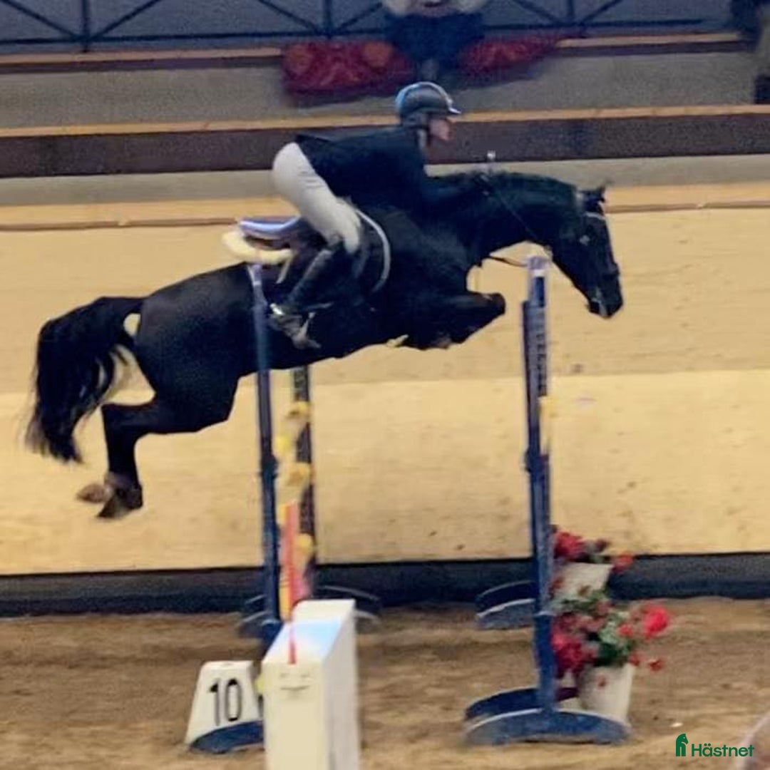 Hoppning hästar till salu: Blivande elit ponny i Laholm - Annons 6