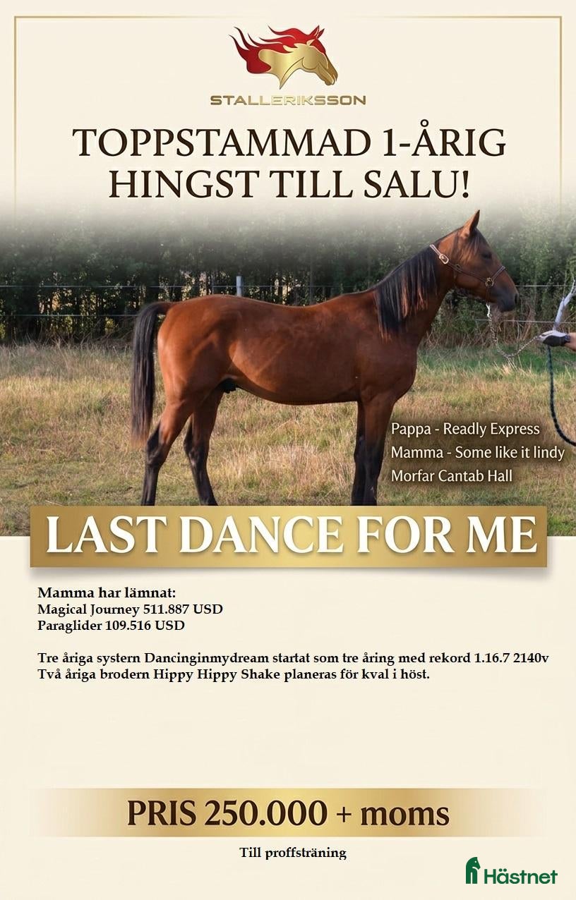  hästar 1 års hingst Readly Express-Bror tjänat 5 miljoner - Annons 11