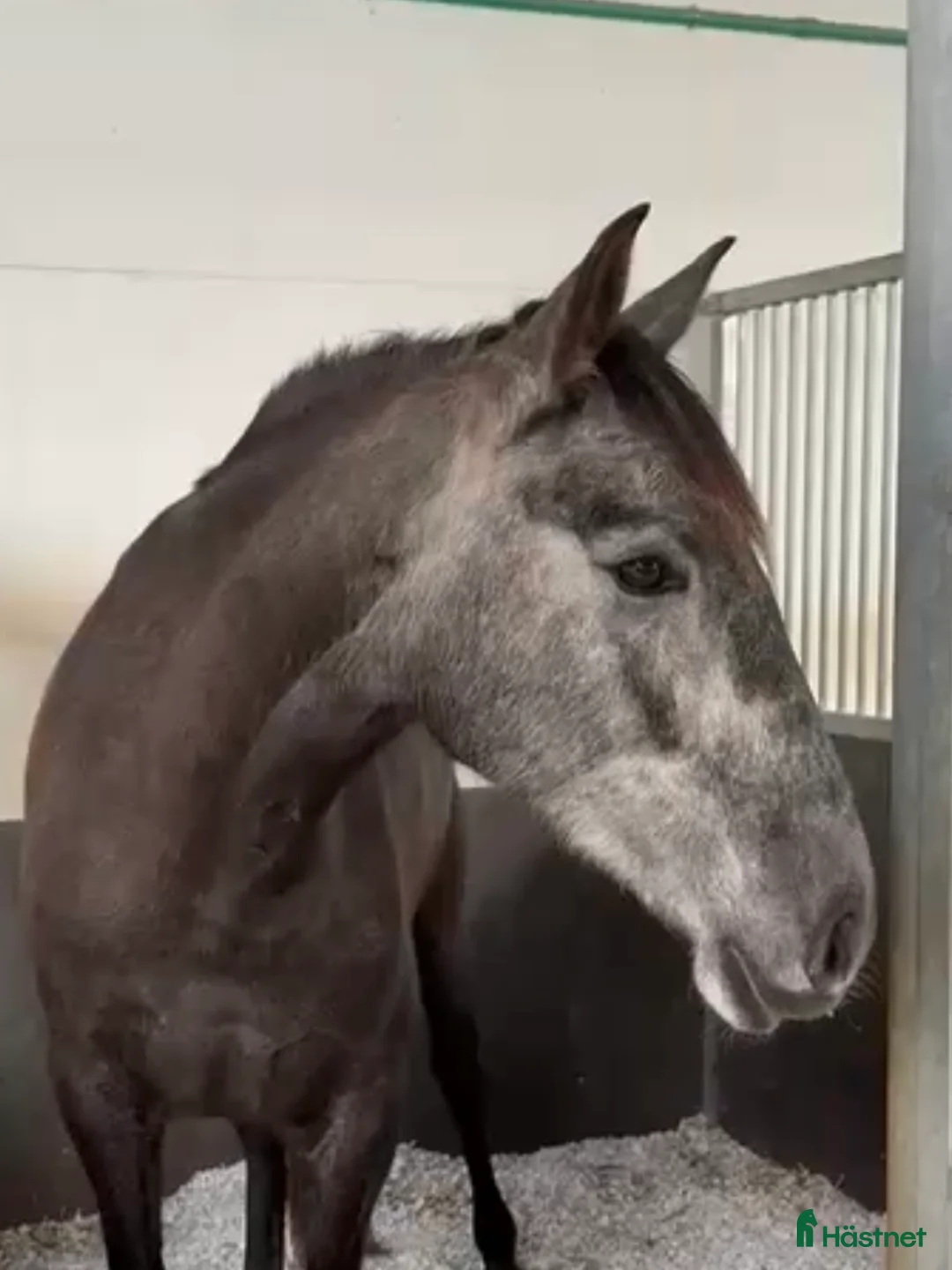 Dressyr hästar till salu: Lovande PRE sto i Coín - Annons 3