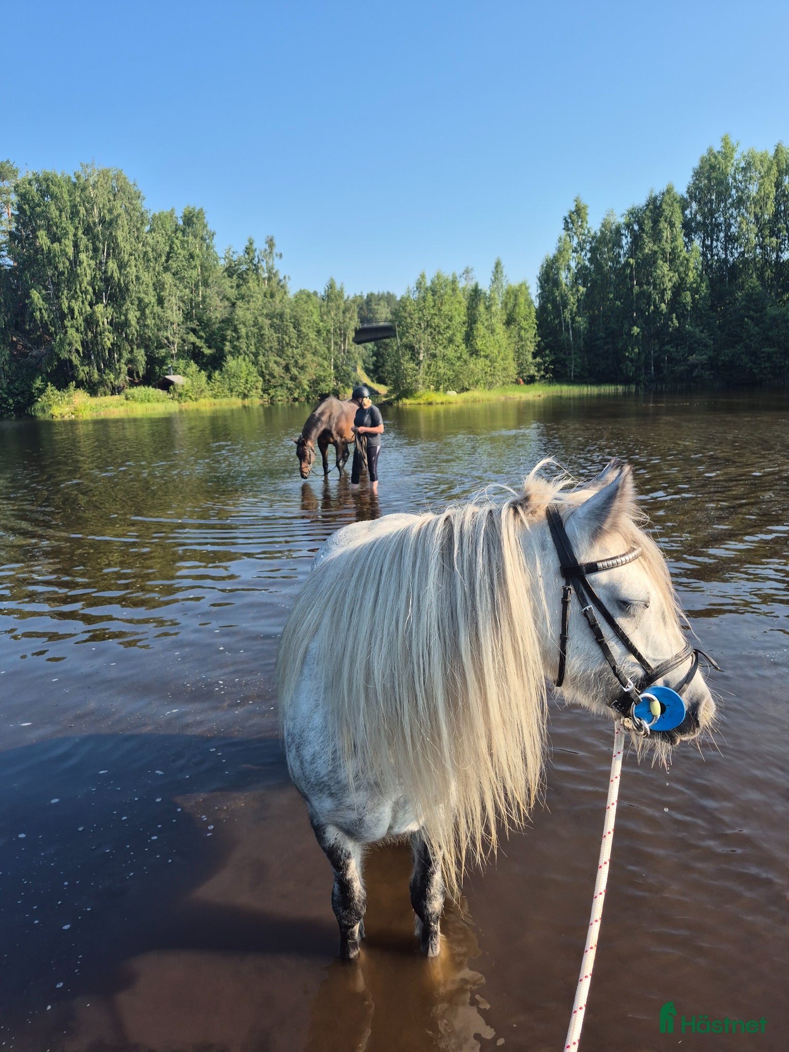  hästar Framtida Hopp och dressyrponny - Annons 2