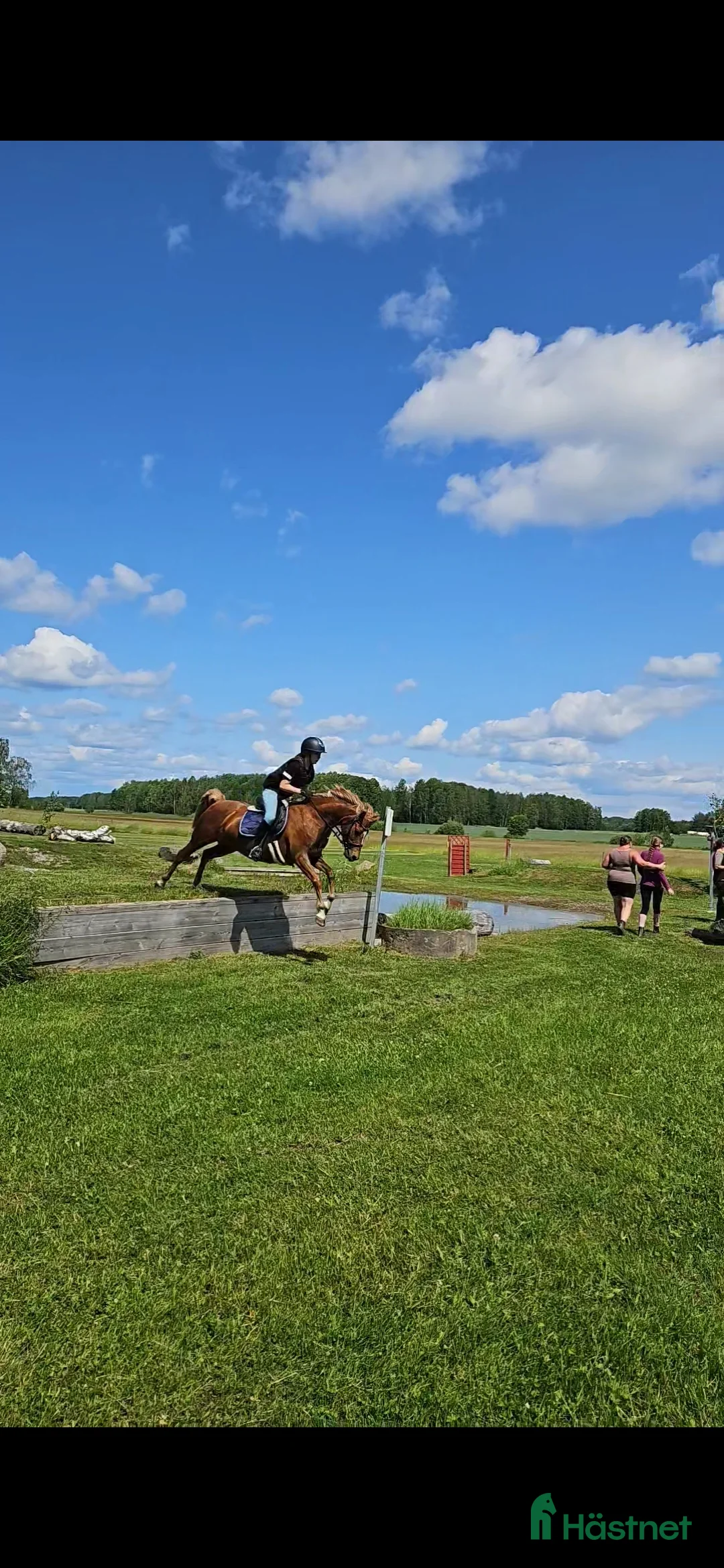 Allround hästar till salu: Drömponny i Askersund - Annons 6