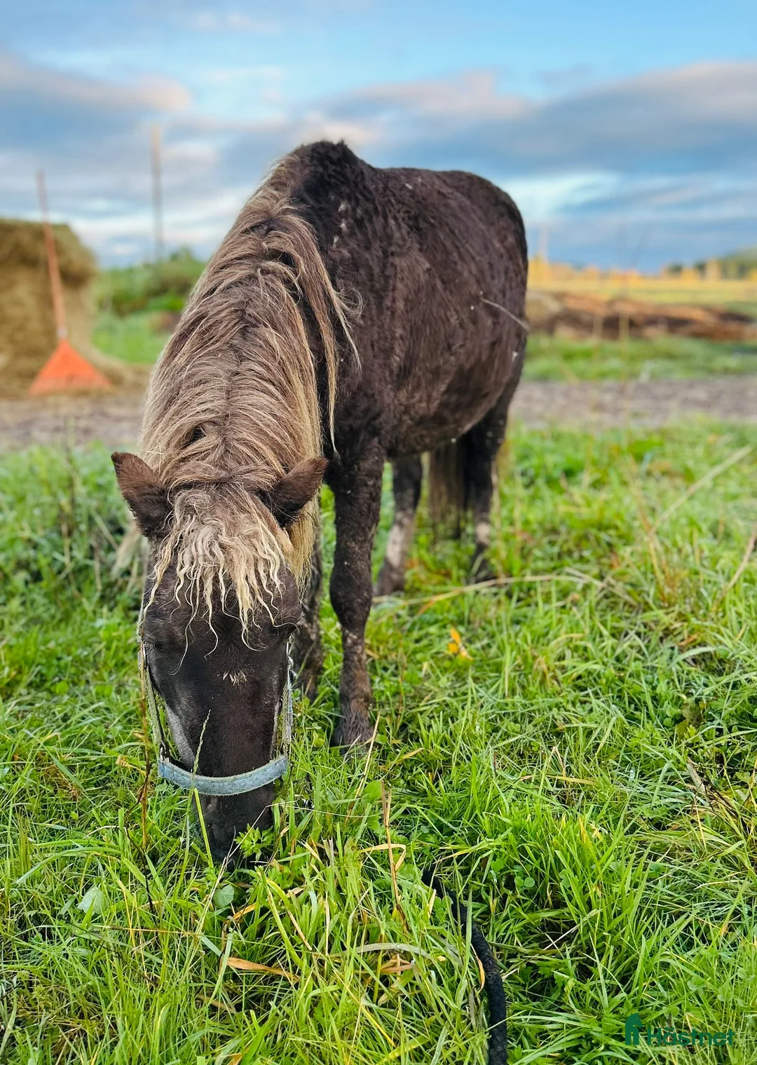 Avelshästar hästar till salu: Curly miniatuur Amha - Annons 1