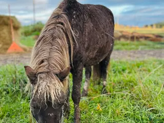 hästar Curly miniatuur Amha - Annons 5