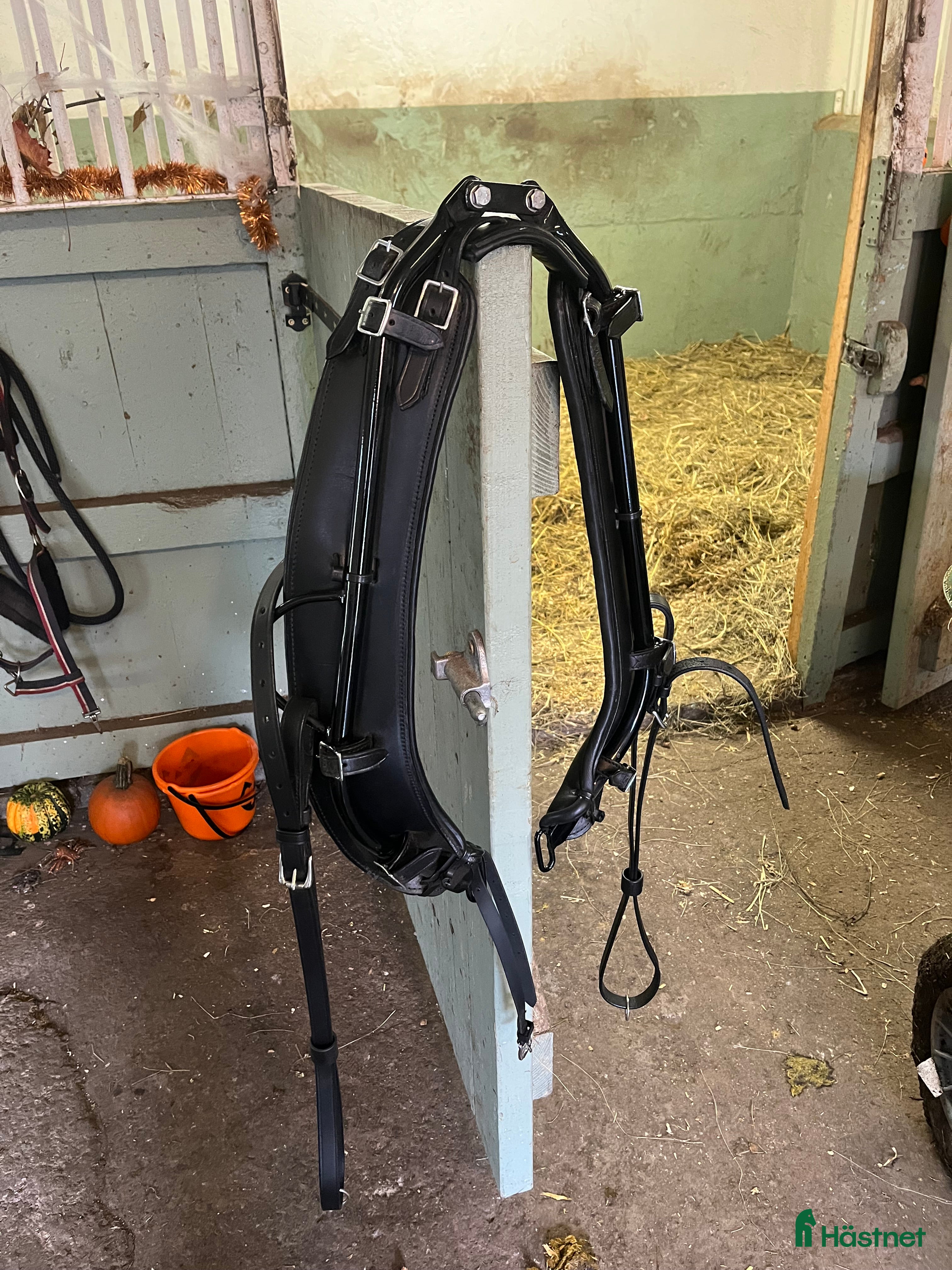 Övrig Travutrustning trav till salu: Graftströms anatomisk dragloke i Mörrum - Annons 6