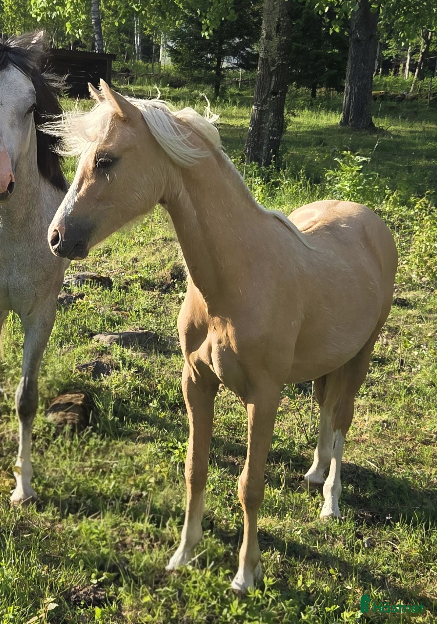  hästar Fina welshponnyer - Annons 2