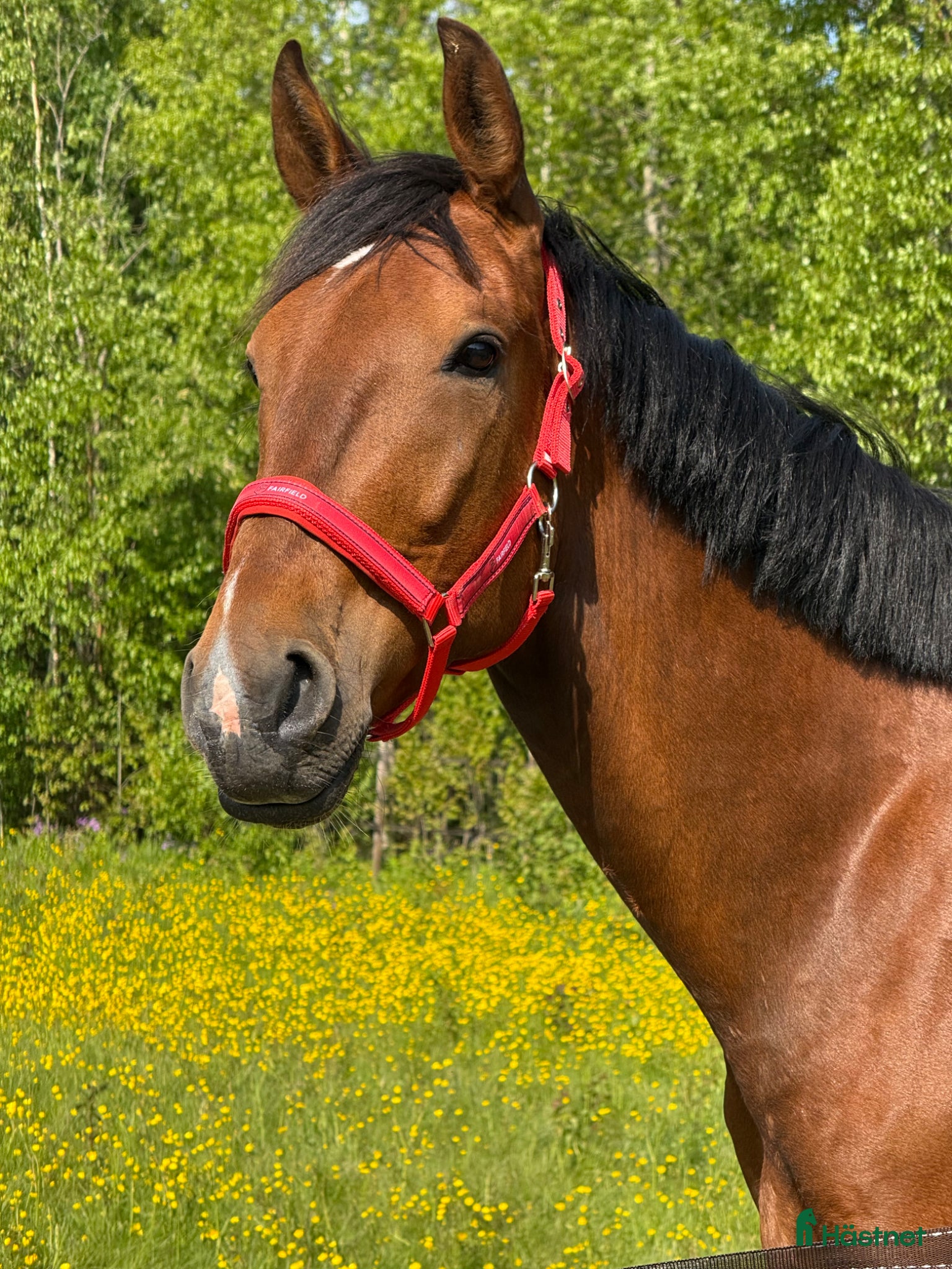  hästar Snäll valack  - Annons 1