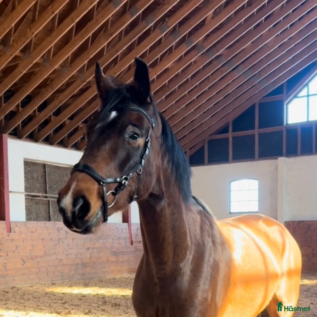 Körning hästar till salu: Lovande körämne - KAP! - Annons 2