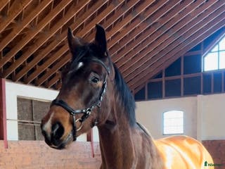 hästar Lovande körämne - KAP! - Annons 2