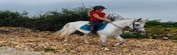 Allround hästar till salu: Gorgeous Connemara gelding - Annons 3
