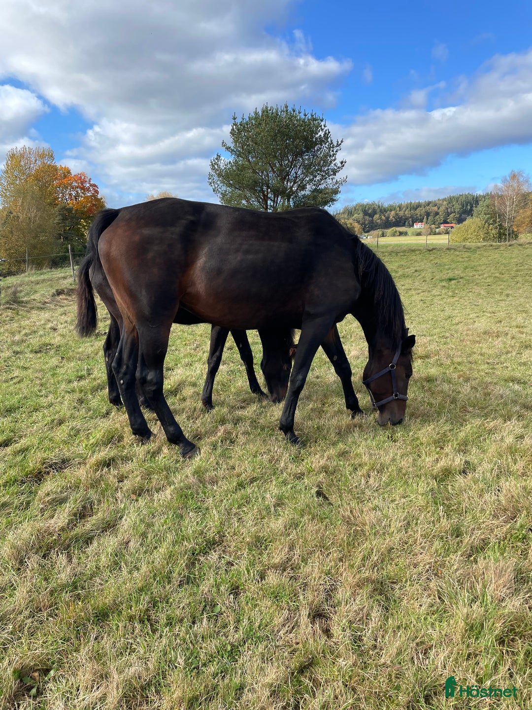 Trav hästar till salu: Dräktigt fölsto Nytt pris i Rävlanda - Annons 2