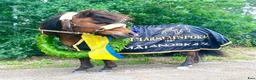 Övrigt hästar till salu: Guldponny söker nytt hem - Annons 1