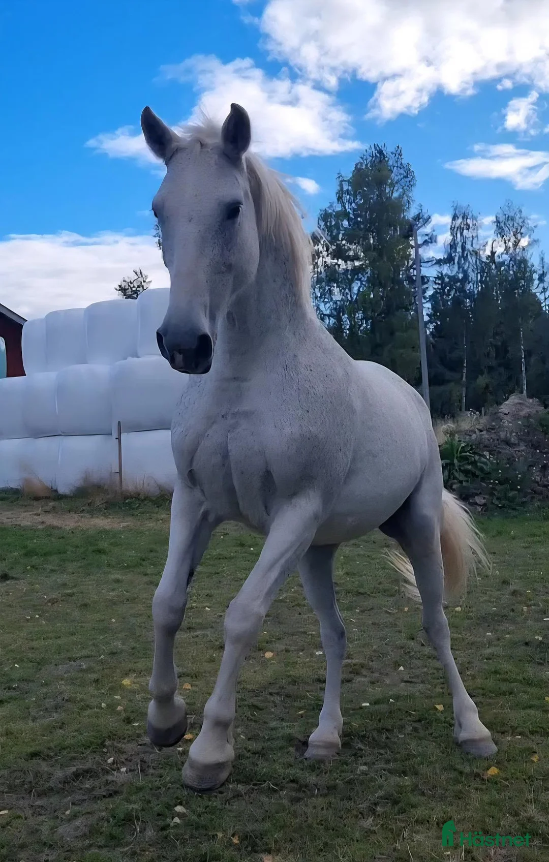 Allround hästar till salu: Blondie i Borlänge - Annons 4