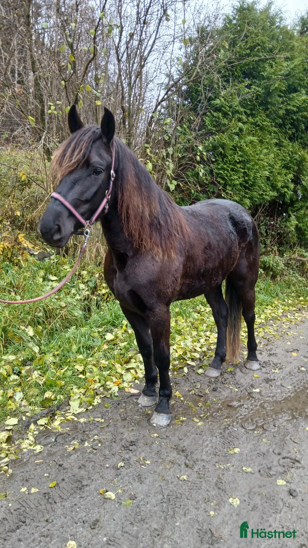 Trav hästar till salu: 3årigt kallblodssto - Annons 2