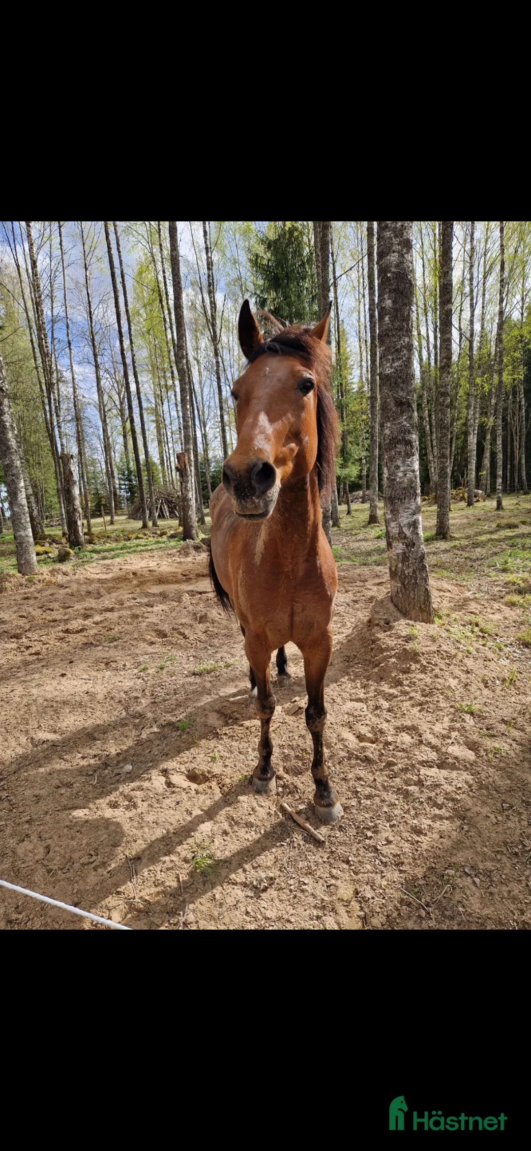 Allround hästar till salu: En otrolig kompis  - Annons 2