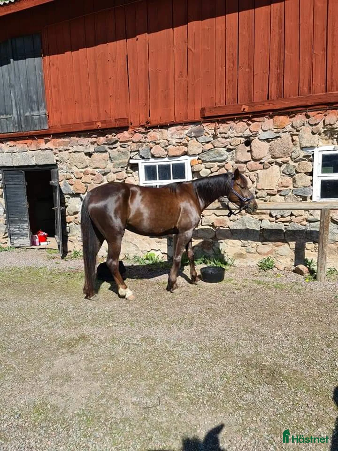 Allround hästar till salu: Trevligt varmblodssto  - Annons 3