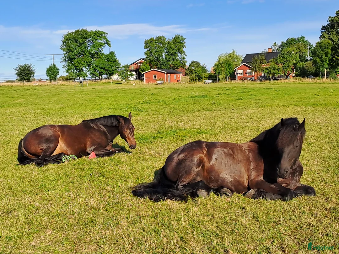  stallplats finnes: Boxplatser och lösdriftplatser lediga i Bro - Annons 9