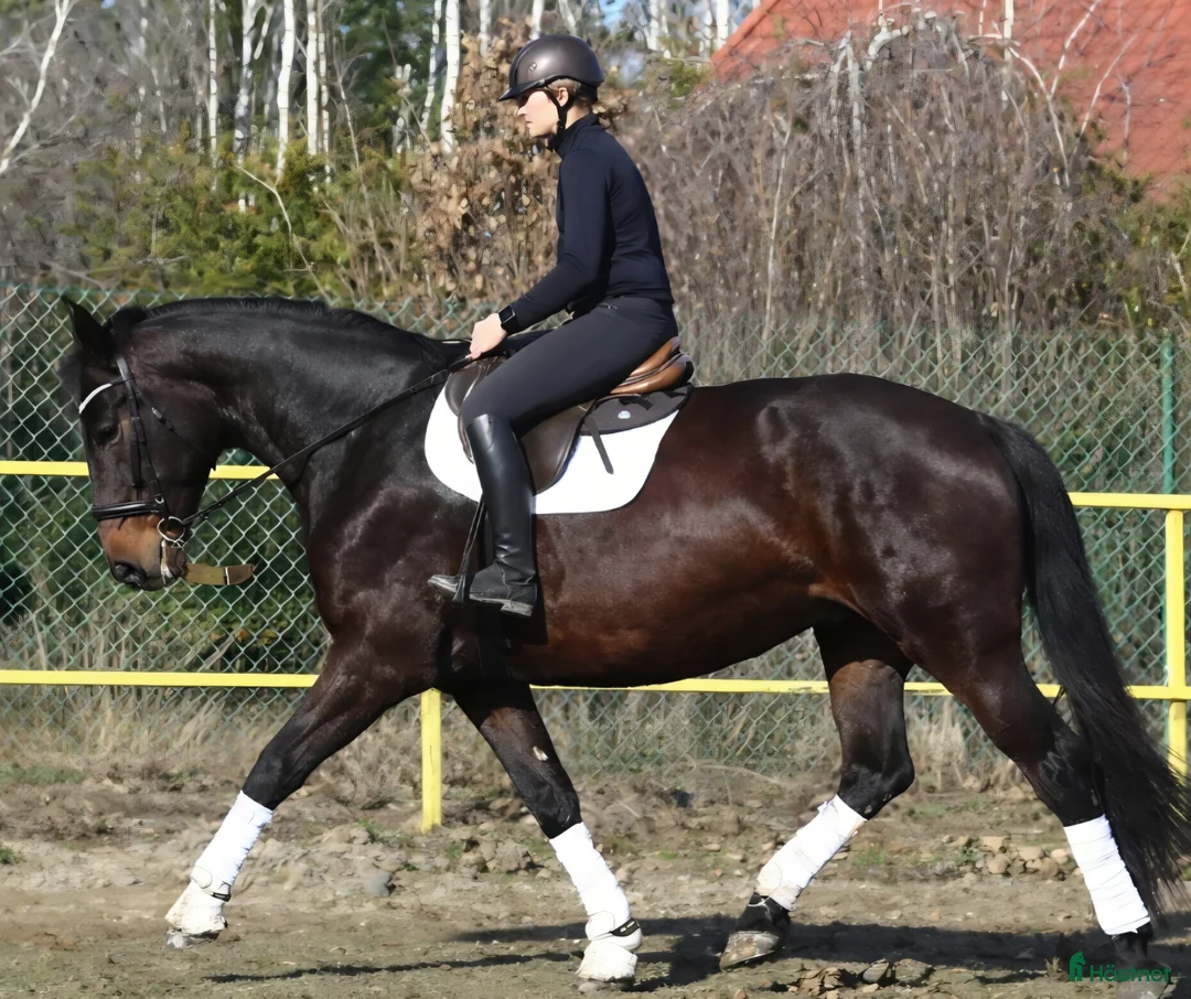 Allround hästar till salu: The Horse You’ve Been Waiting For - Annons 1