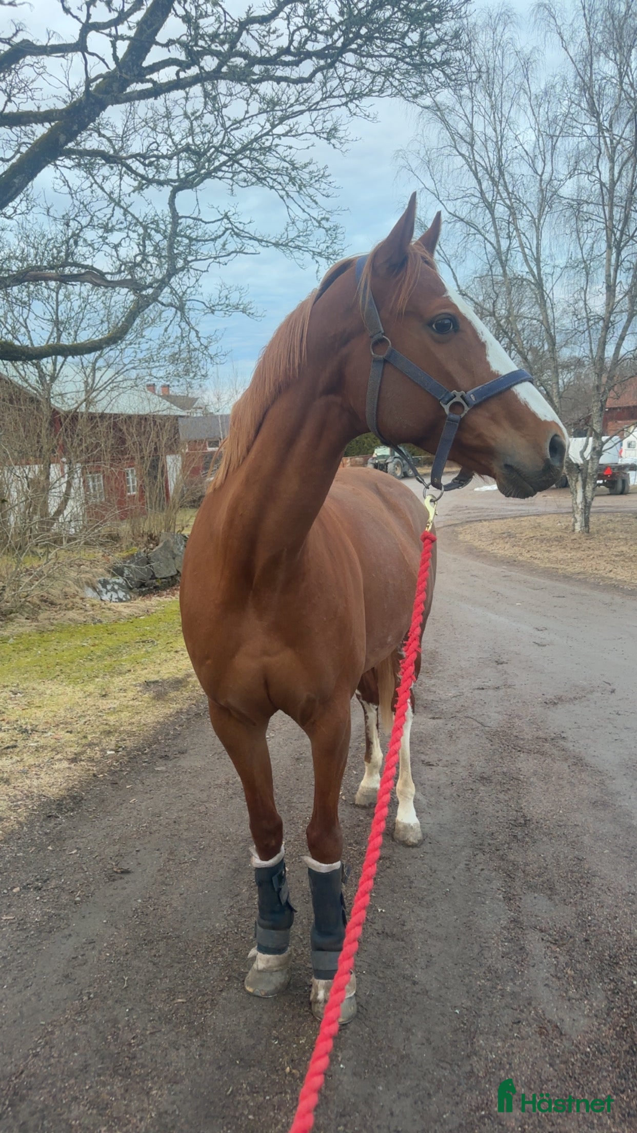 Övrigt hästar till salu: Sto -17  i Kristinehamn - Annons 1