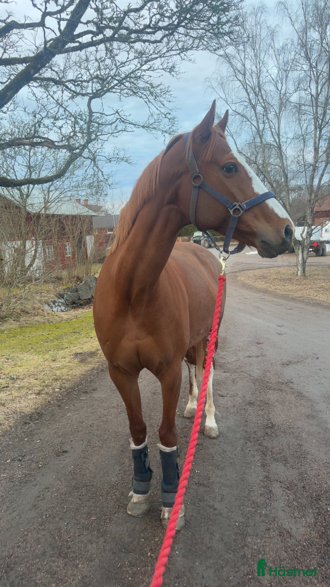 Övrigt hästar till salu: Sto -17  i Kristinehamn - Annons 1