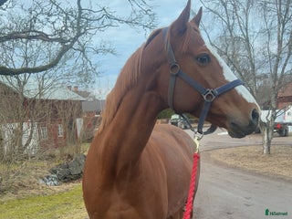 hästar Sto -17 i Kristinehamn - Annons 13