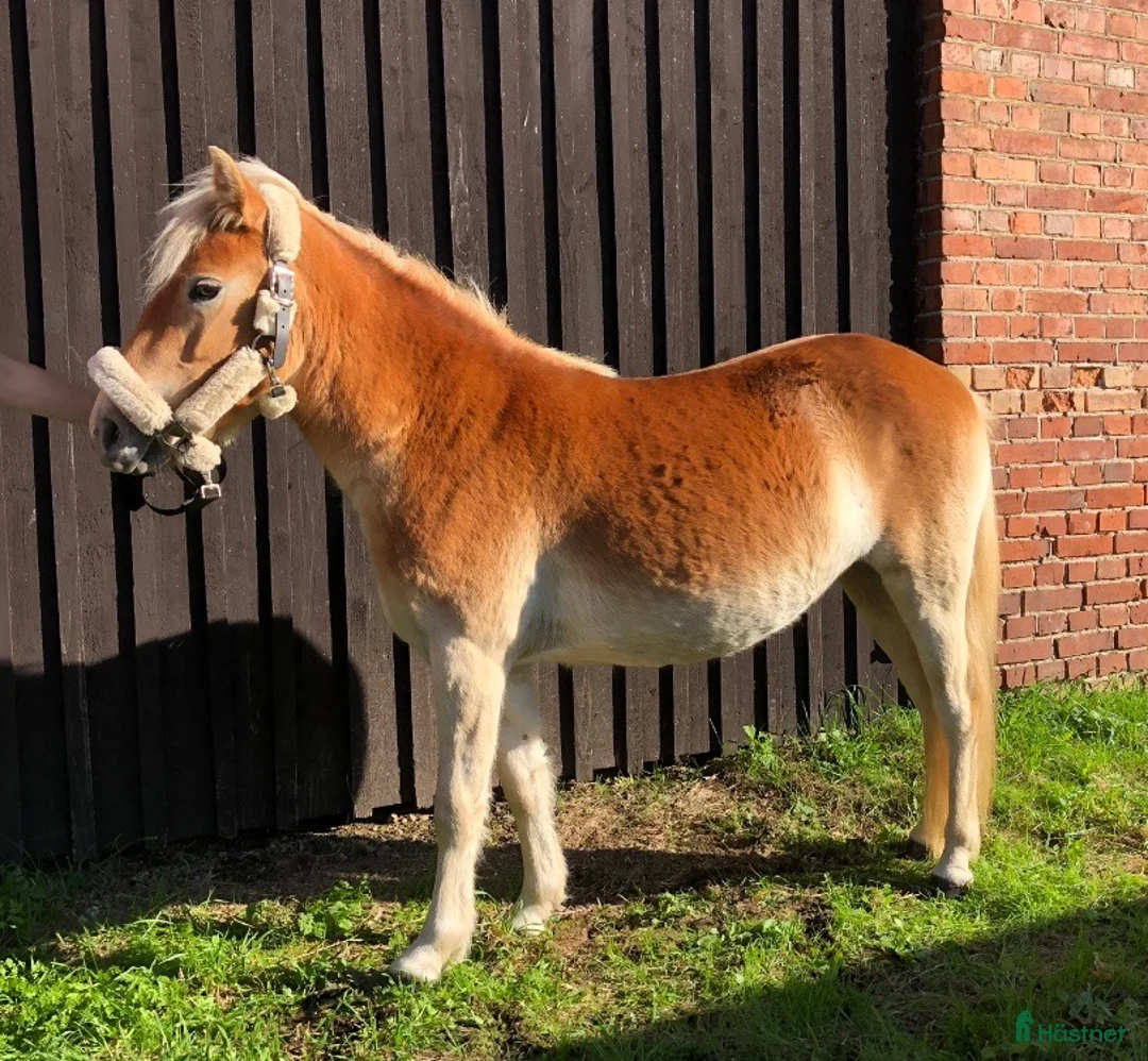 Allround hästar till salu: Trevlig inkörd ponny söker nytt hem 💫 - Annons 11
