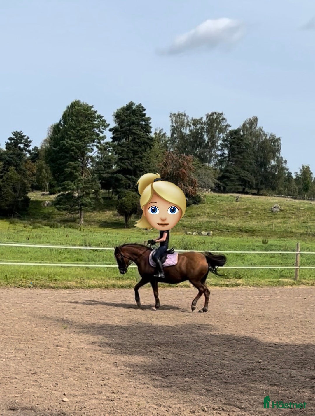 Övrigt hästar till salu: Vackert sto för promenadridning, avel, sällskap i Aneby - Annons 6