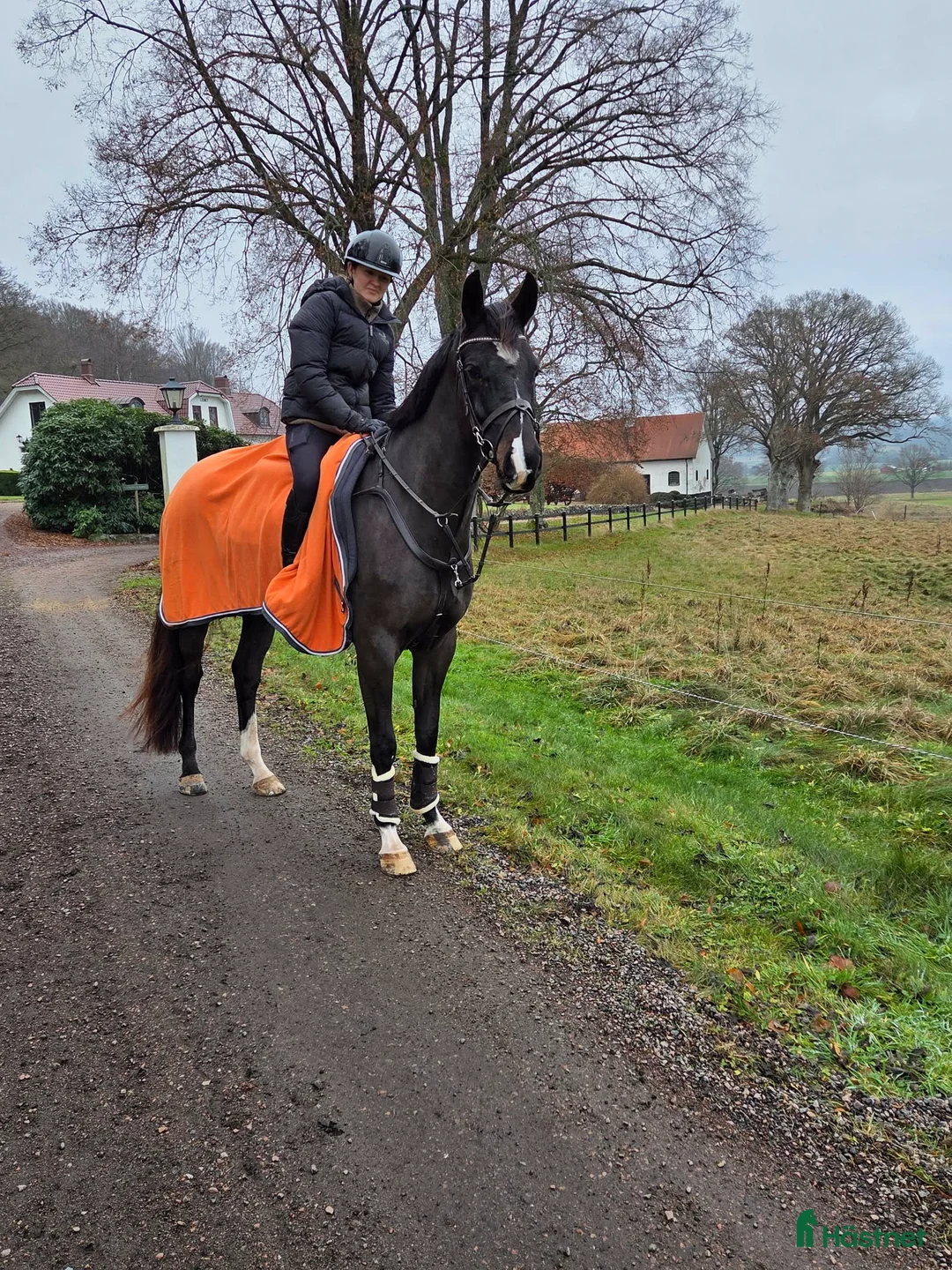 Allround hästar till salu: Trevlig stabil valack med dubbeltalang  - Annons 2