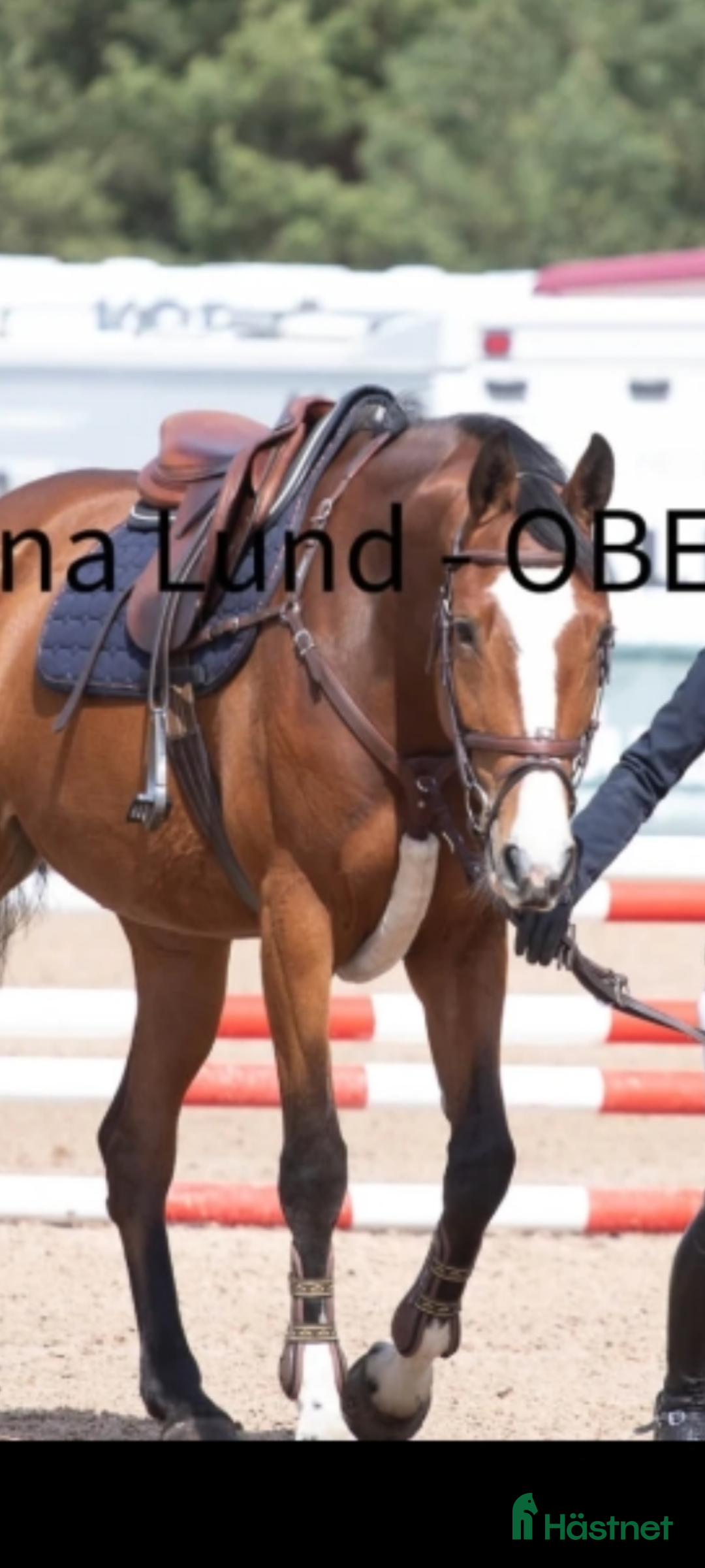  hästar 5-årigt sto med enorm personlighet och potential  - Annons 2