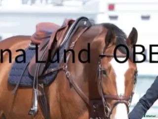 hästar 5-årigt sto med enorm personlighet och potential - Annons 2