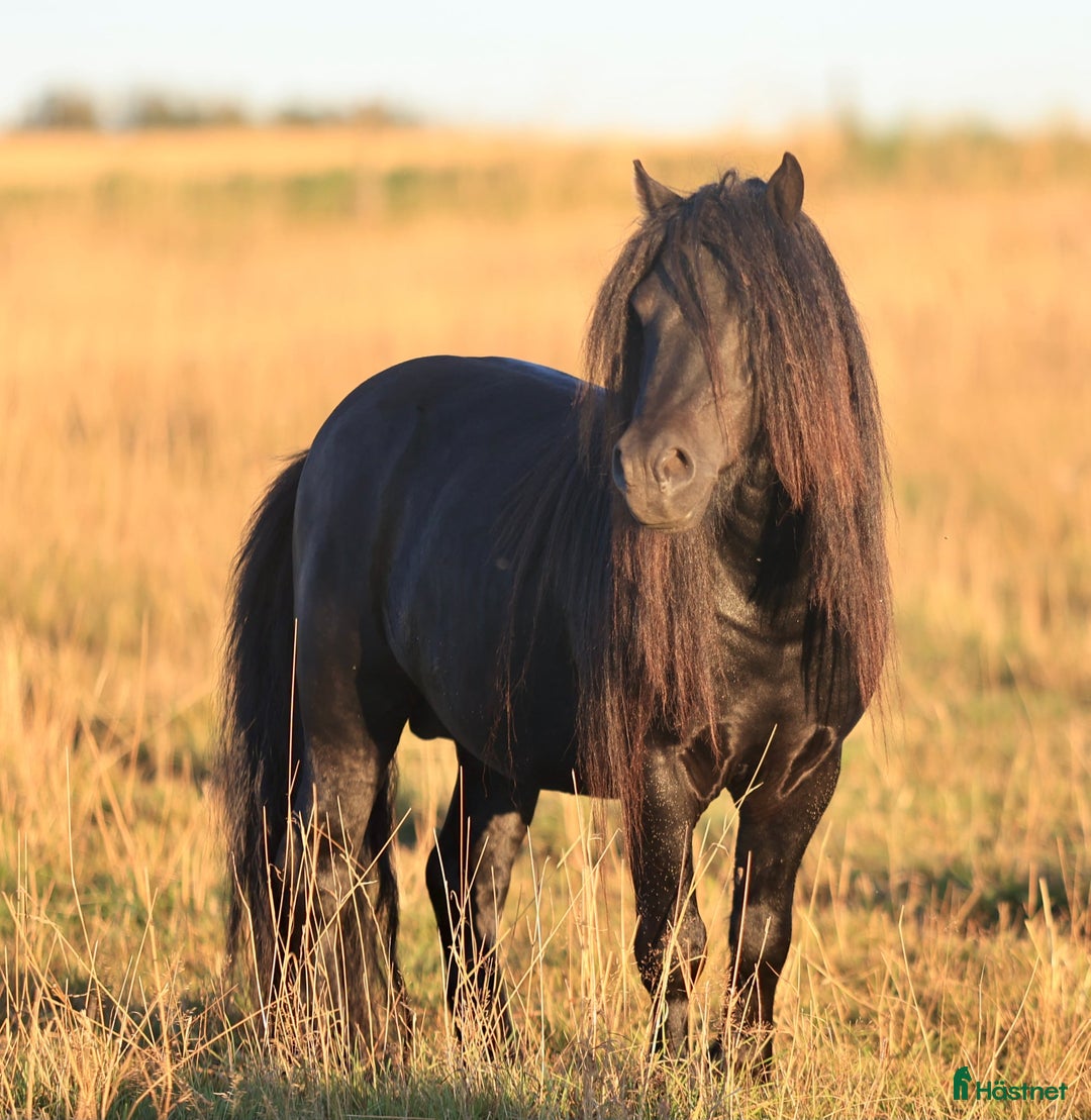 Avelshästar hästar till salu: Avelshingst shetlandsponnyn  i Falköping - Annons 3