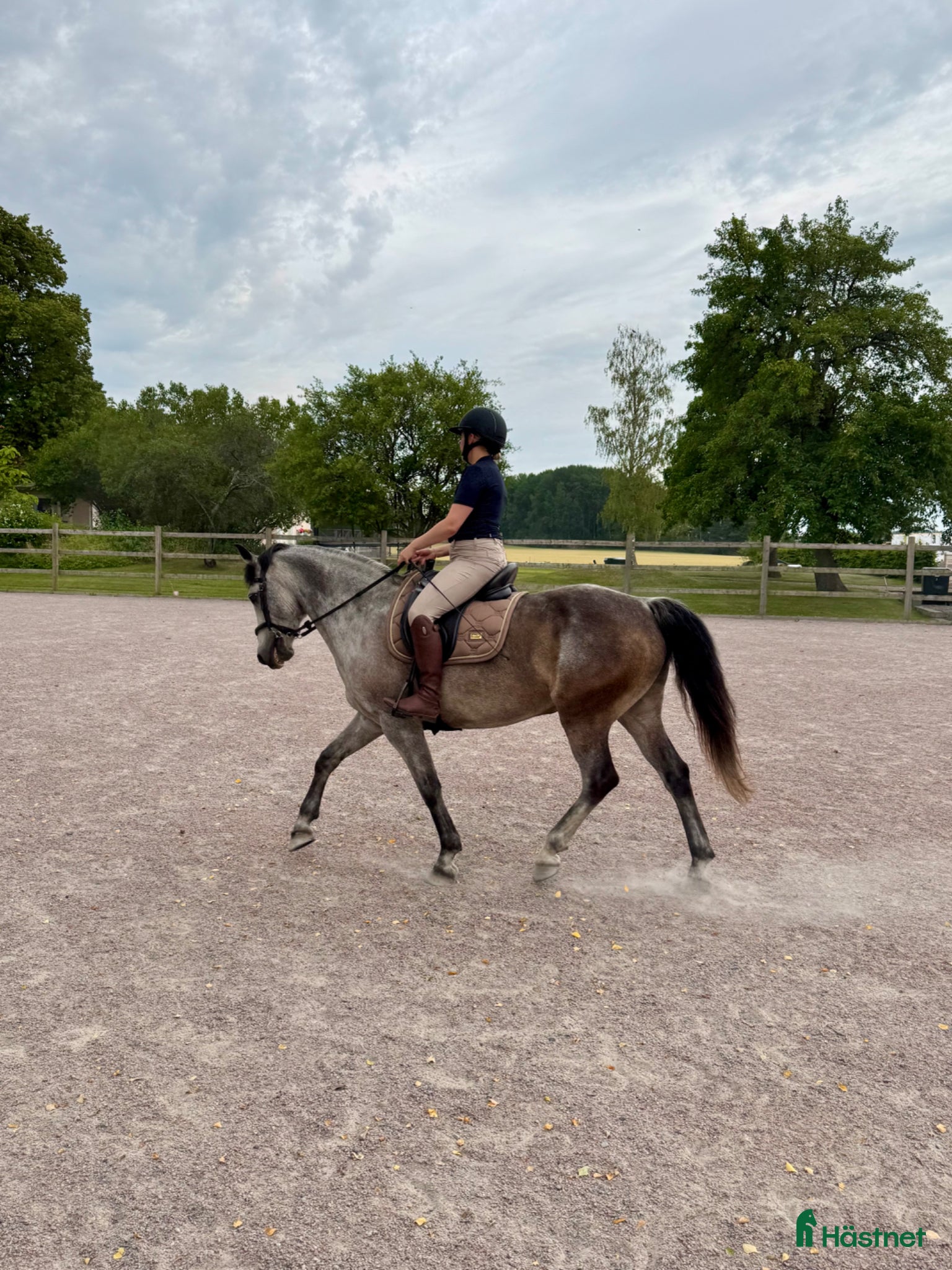  medryttarhäst finnes: Medryttare sökes till D-ponny - Annons 3
