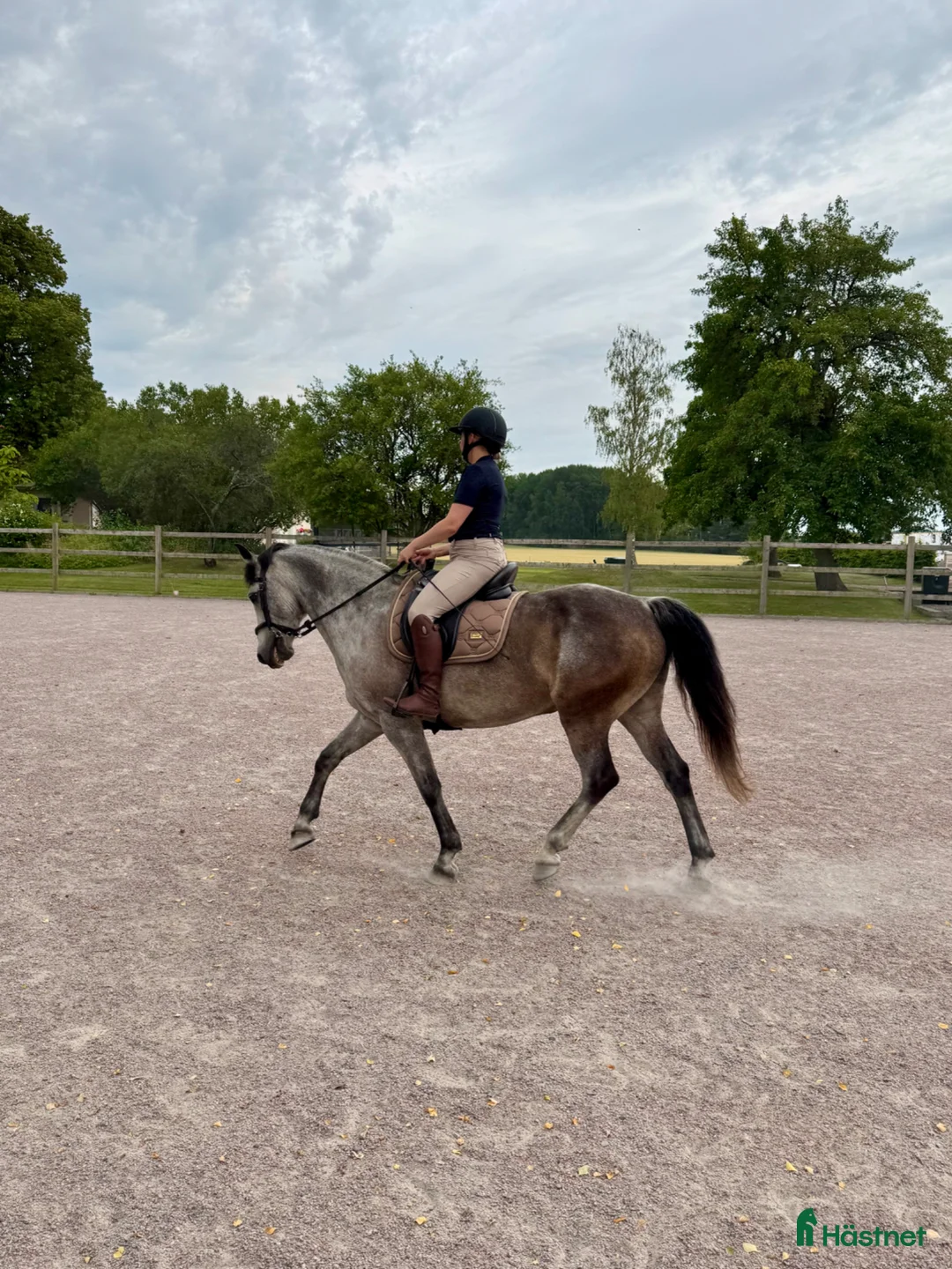  medryttarhäst finnes: Medryttare sökes till D-ponny - Annons 1