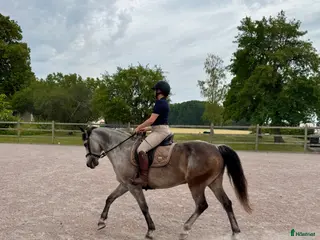 medryttarhäst finnes: Medryttare sökes till D-ponny - Annons 3
