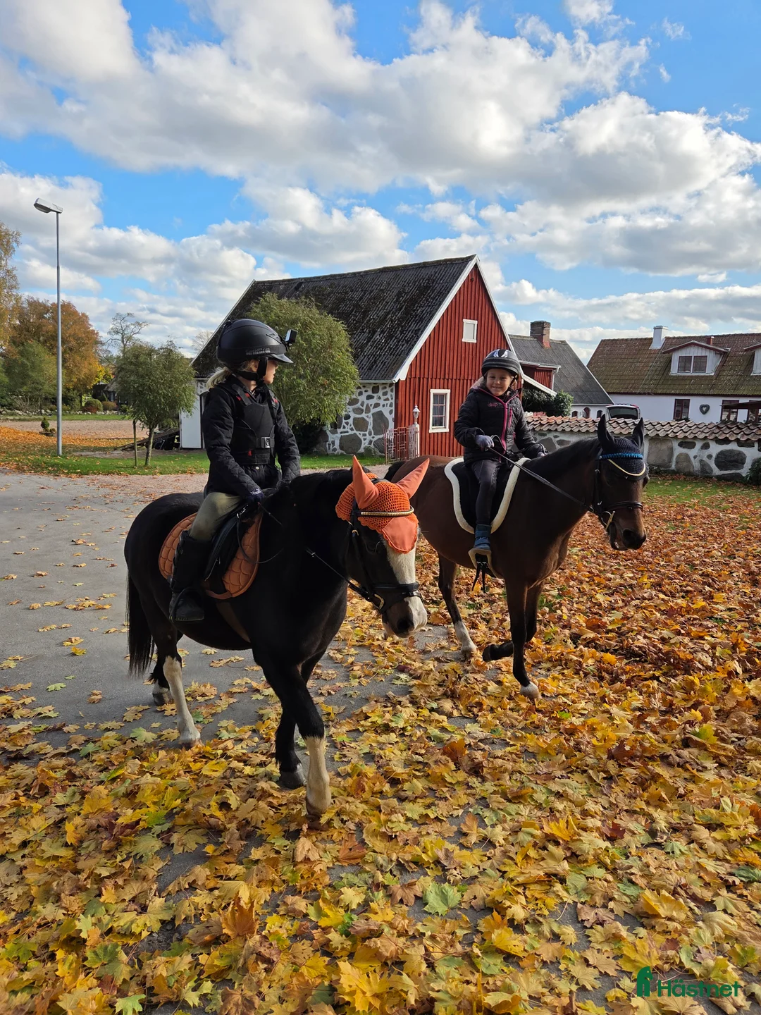 Allround hästar till salu: Allsidig barnponny - Annons 5