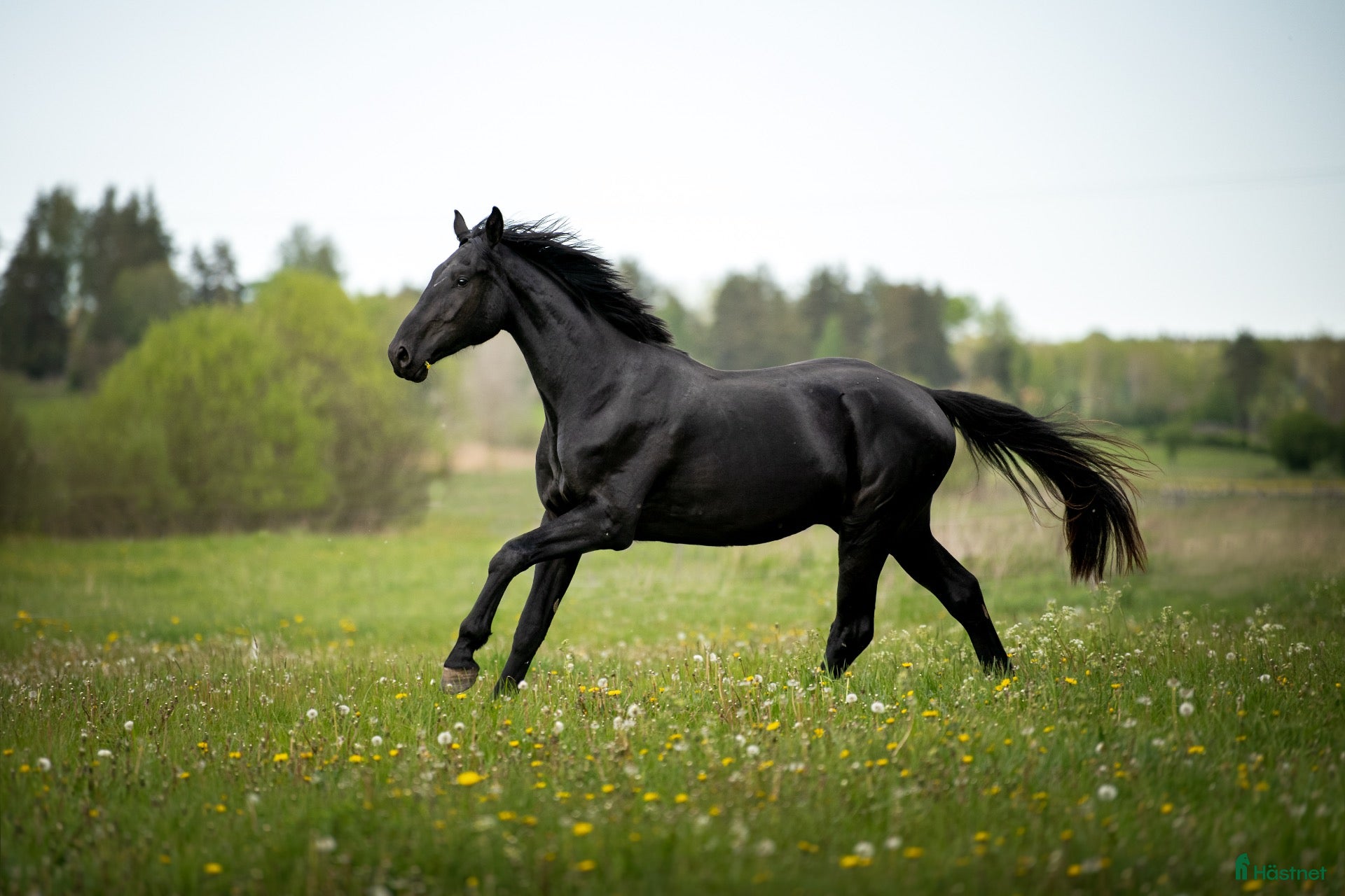  hästar till salu: Blivande stjärna med framtiden för sig! 🖤 - Annons 1