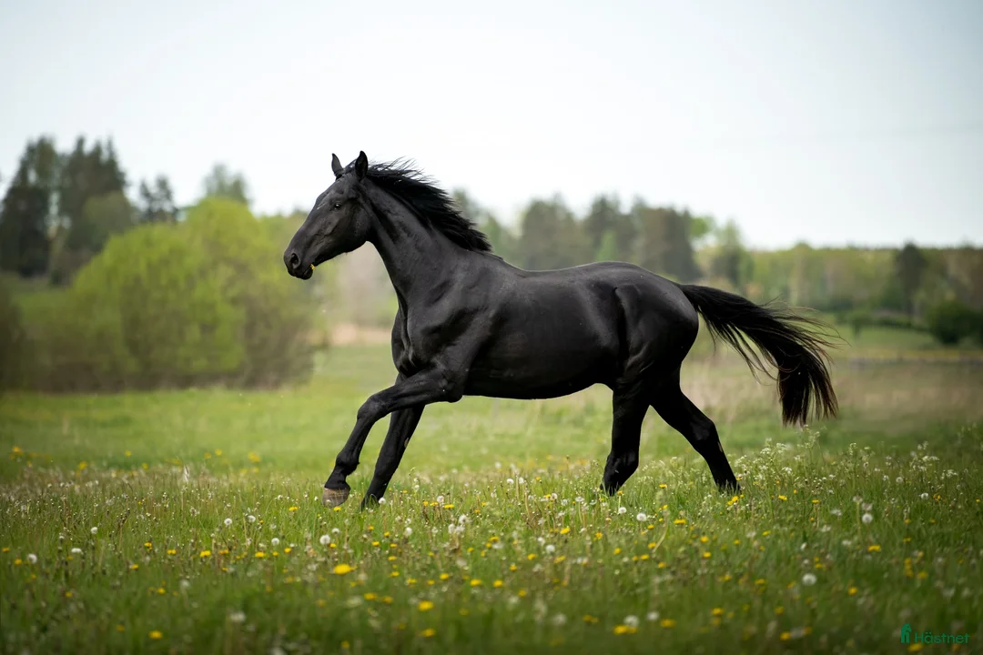 Dressyr hästar till salu: Blivande stjärna med framtiden för sig! 🖤 - Annons 1